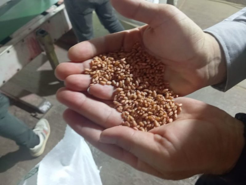 ۳۵ کارگزار  منتخب کار توزیع  بذر شرکت خدمات حمایتی کشاورزی استان  بر عهده دارند