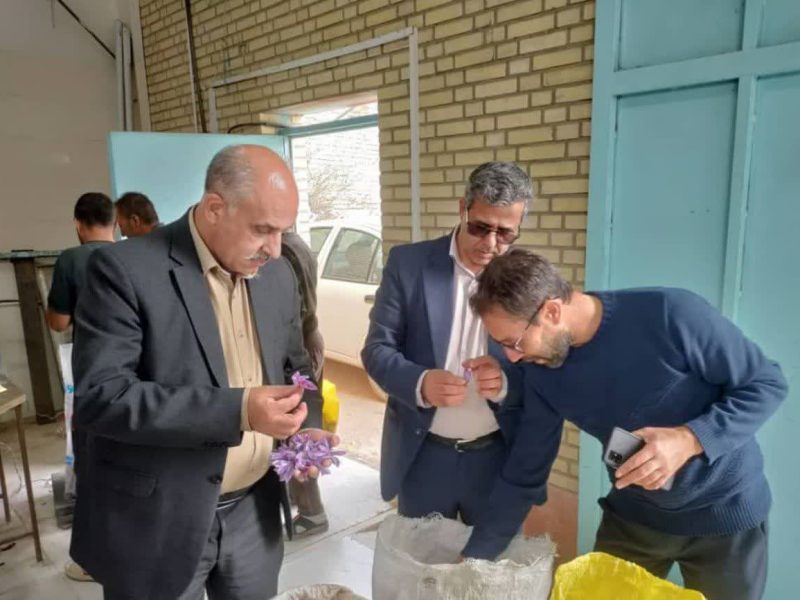 تفاهم‌نامه همکاری برای حمایت از زعفران‌کاران وامنان امضا شد