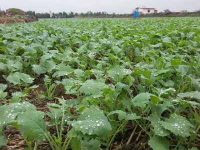 بیش از پنج هزار و۵۰۰ تن انواع کود کشاورزی یارانه ای به مصرف کشاورزان کلزا کار قرار گرفت