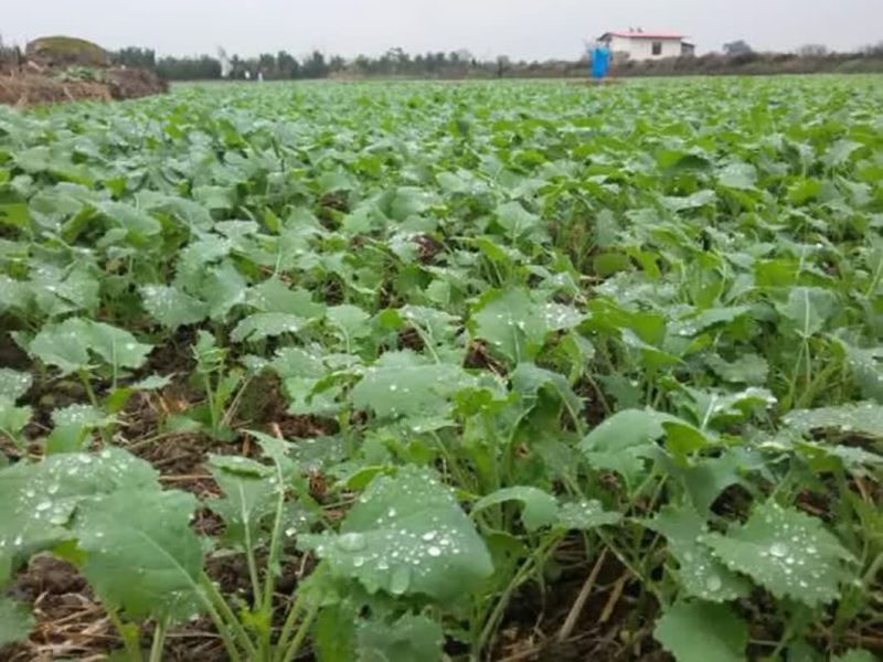 بیش از پنج هزار و۵۰۰ تن انواع کود کشاورزی یارانه ای به مصرف کشاورزان کلزا کار قرار گرفت