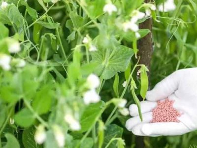 توزیع کود برای تضمین تولید و محصول سالم مزارع ‌نخود