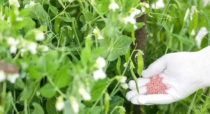 توزیع کود برای تضمین تولید و محصول سالم مزارع ‌نخود