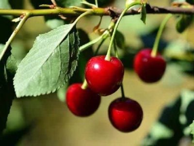 پشتیبانی از باغداران گیلاس