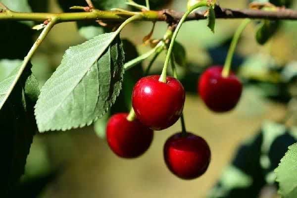 پشتیبانی از باغداران گیلاس