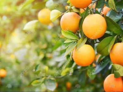 روند توزیع کود برای باغات پرتغال گلستان , از حمایت کارگزاران تا دسترسی کشاورزان به نهاده ها