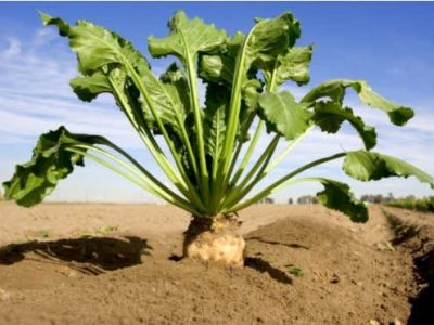 کود دهی منظم، تنظیم کیفیت و رشد بهتر ‌و چغندر قند در گلستان