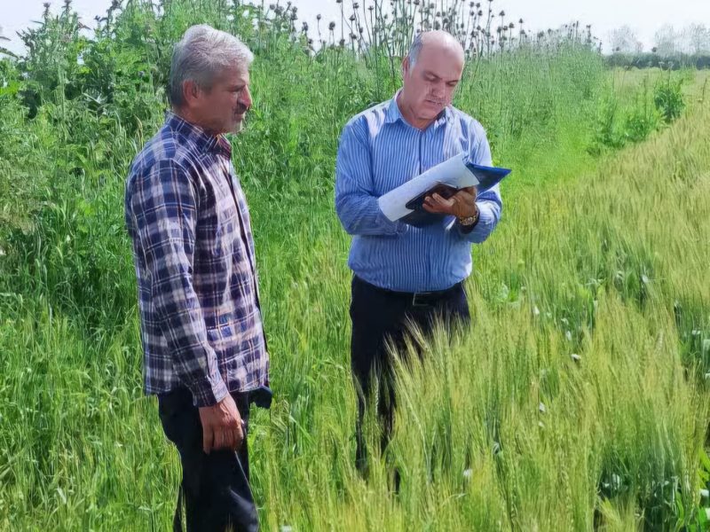 توصیه های فنی کارشناسان : استاندارد های مزرعه قبل از بازرسی نهایی رعایت شود
