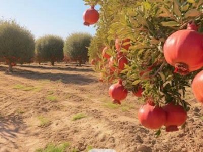 توزیع ۷۰ تن کود یارانه‌ای میان باغداران انار گلستان