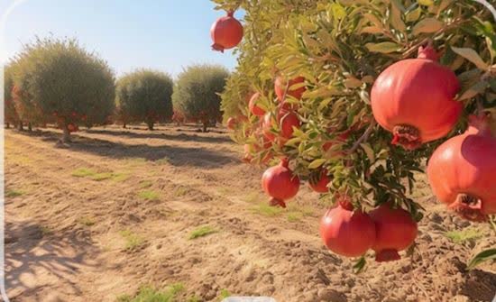 توزیع ۷۰ تن کود یارانهای میان باغداران انار گلستان