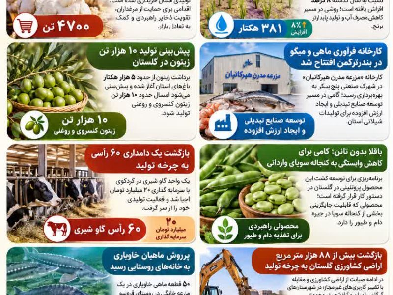 از خرید ۴۷۰۰ تن مرغ مازاد تا تولید ۱۰ هزار تن زیتون؛ تازهترین اقدامات جهاد کشاورزی گلستان